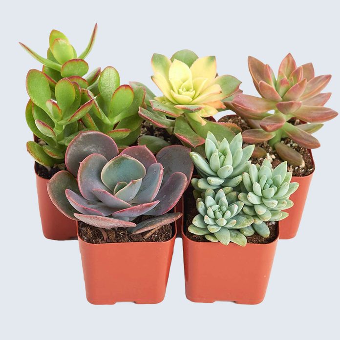 For the mom who lacks a green thumb: Shop Succulents Assorted Live Plants