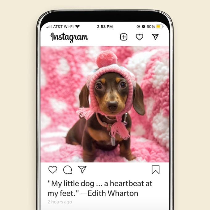110 Best Dog Instagram Captions For The Cutest Pics Of Your Pup