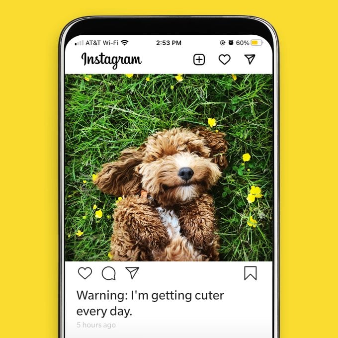 110 Best Dog Instagram Captions For The Cutest Pics Of Your Pup Cute
