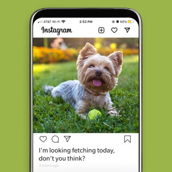Small Yorkie Lying on Grass With Tennis Ball Featured on Instagram Feed