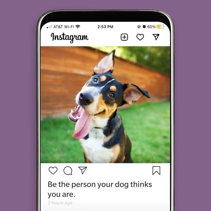 110 Best Dog Instagram Captions For The Cutest Pics Of Your Pup Insta
