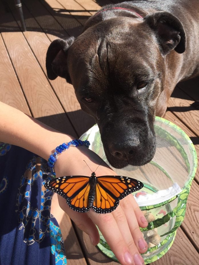 dog admiring a butterfly