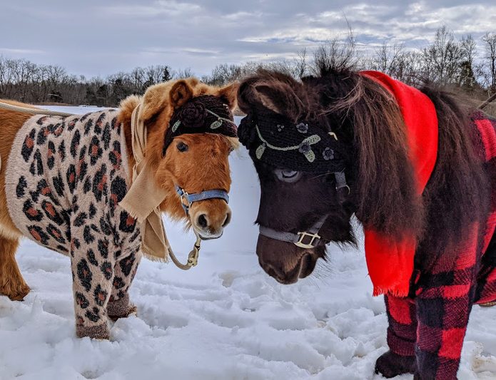 two horse friends in winter attire