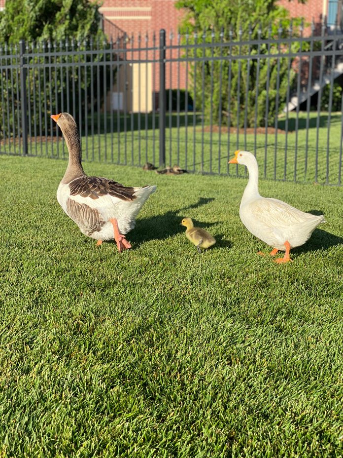 duck family walking around