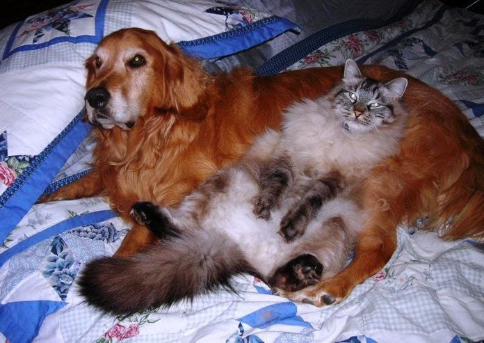 cat and dog friends lounging 