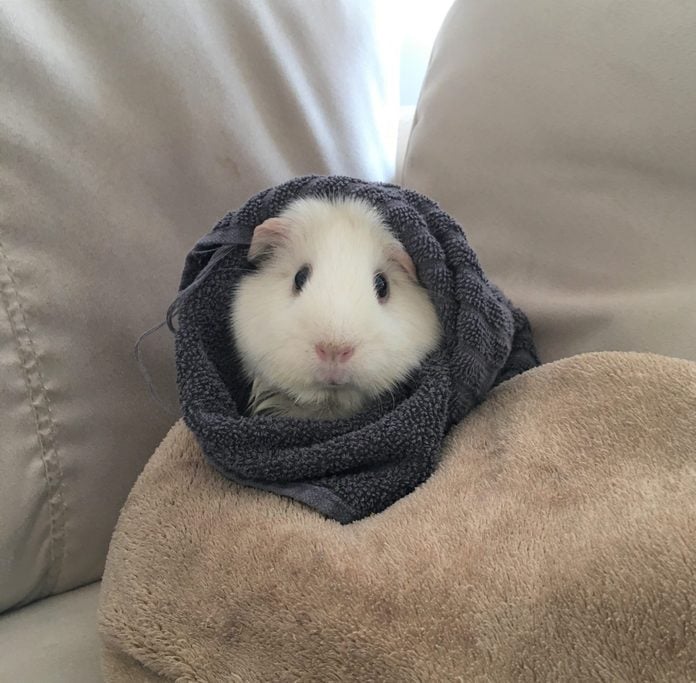 guinea pig wrapped up warm and cozy