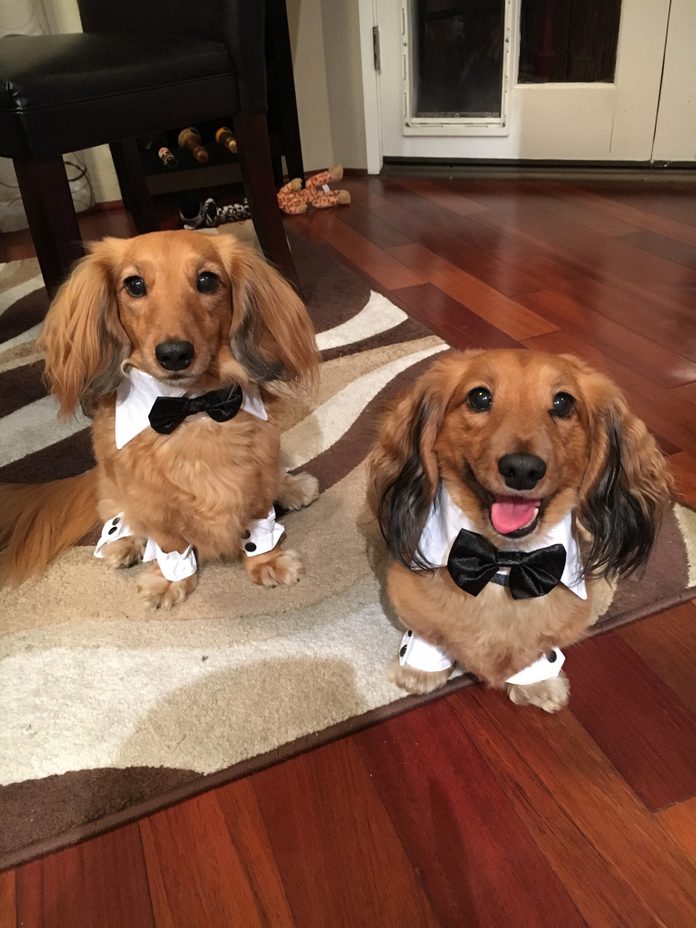 dashing dachshunds in suits