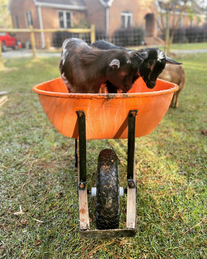goat friends playing 