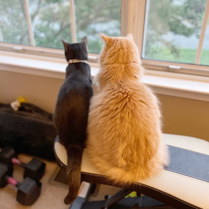 two cats sitting together; one is thin and dark, the other is large, fluffy, and orange