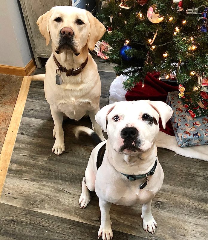 two large dogs sitting near christmas tree
