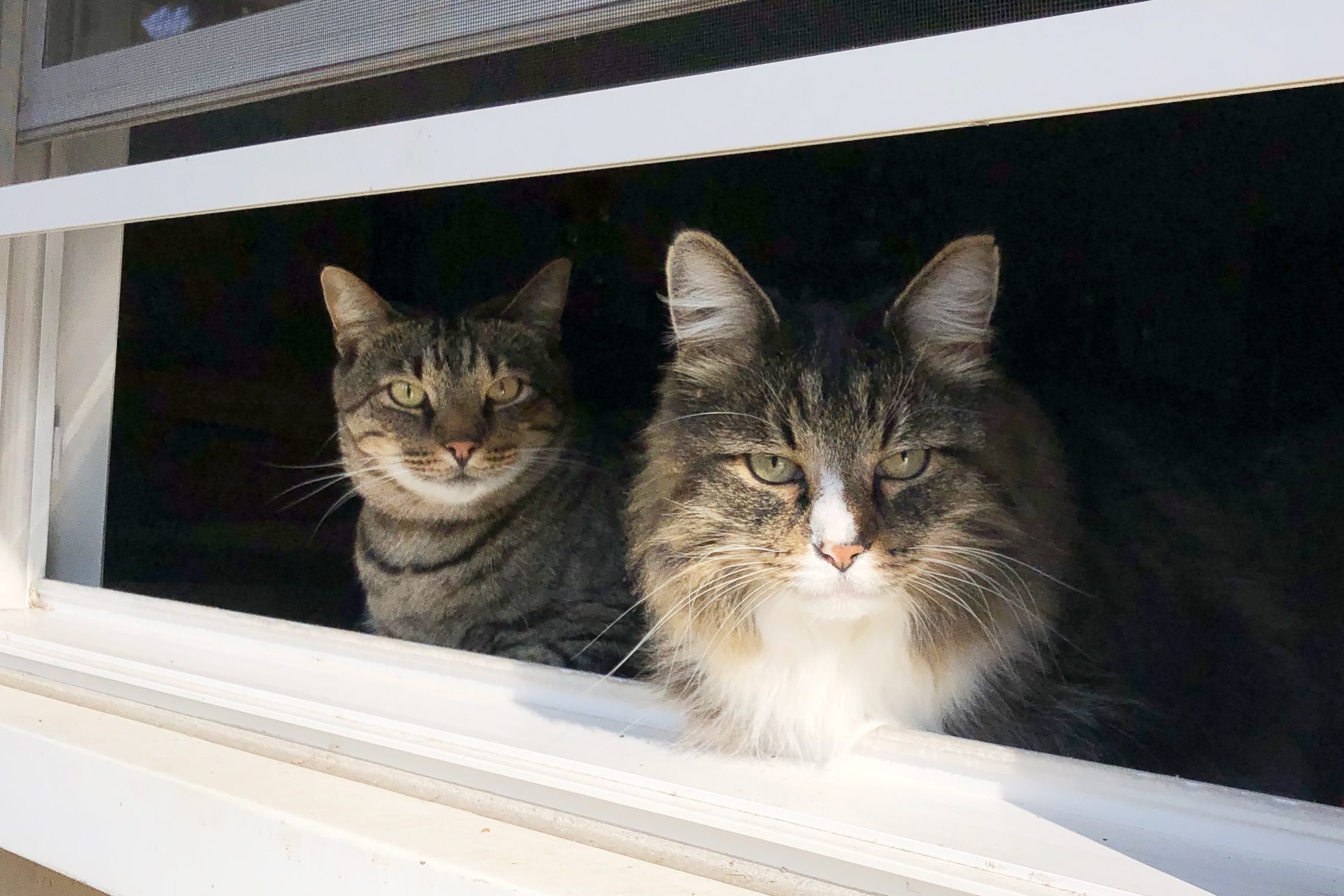 two cats looking out a windo