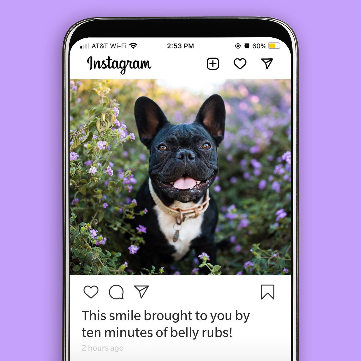 45 Best Dog Instagram Captions | Reader's Digest