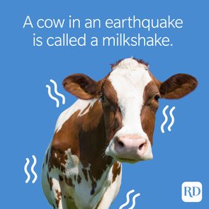 A cow in an earthquake is called a milkshake.