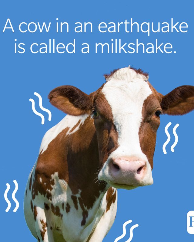 A cow in an earthquake is called a milkshake.