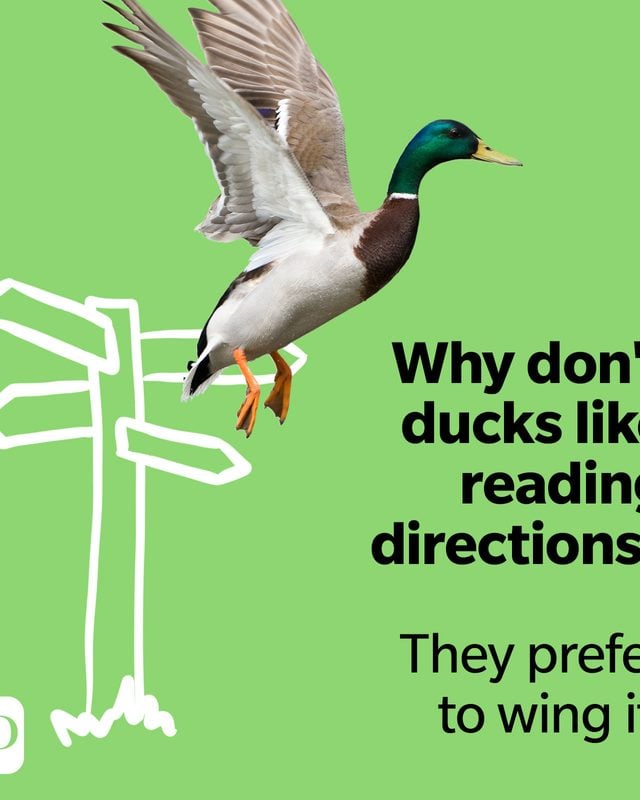 Why don't ducks like reading directions? They prefer to wing it.
