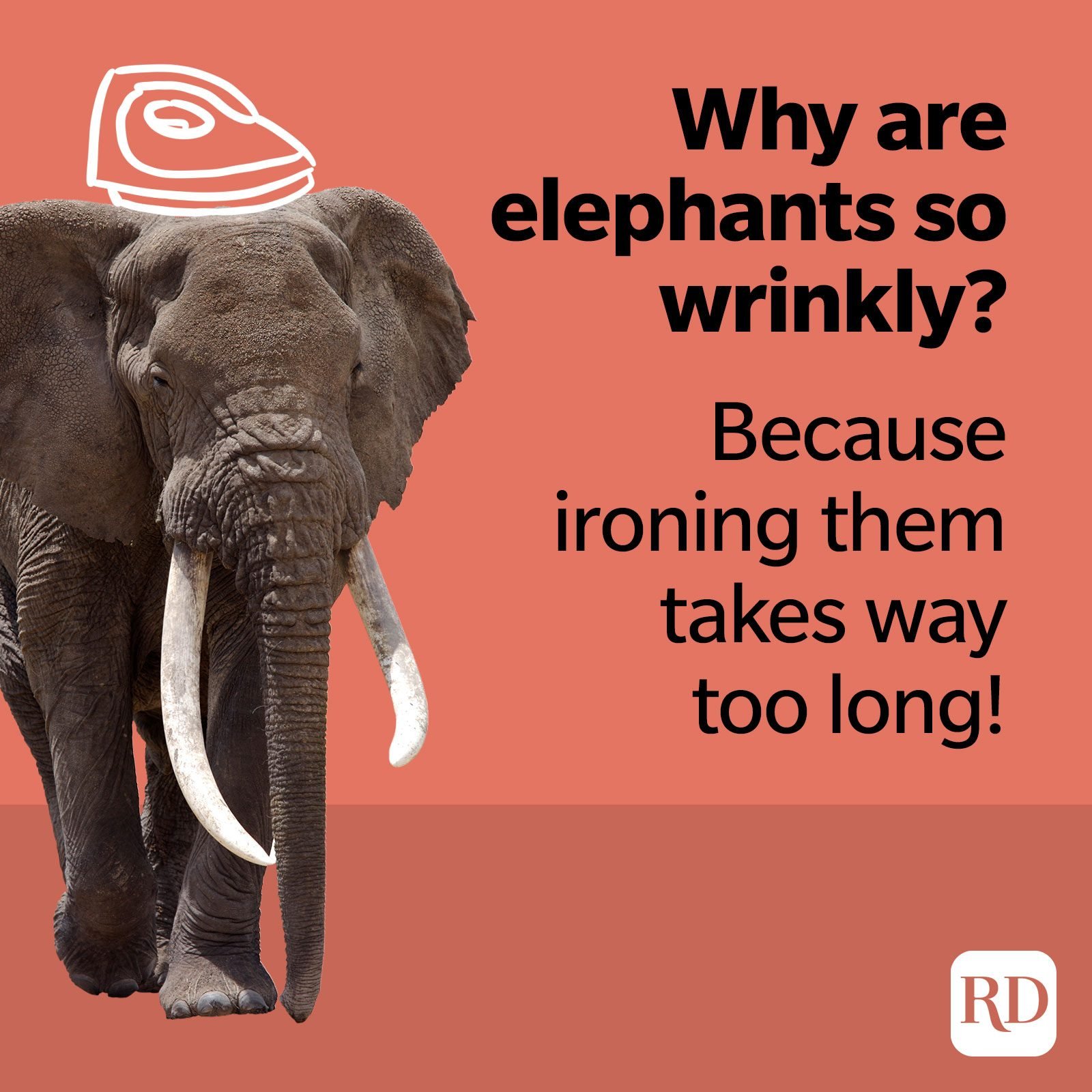 Why are elephants so wrinkly? Because ironing them takes way too long.