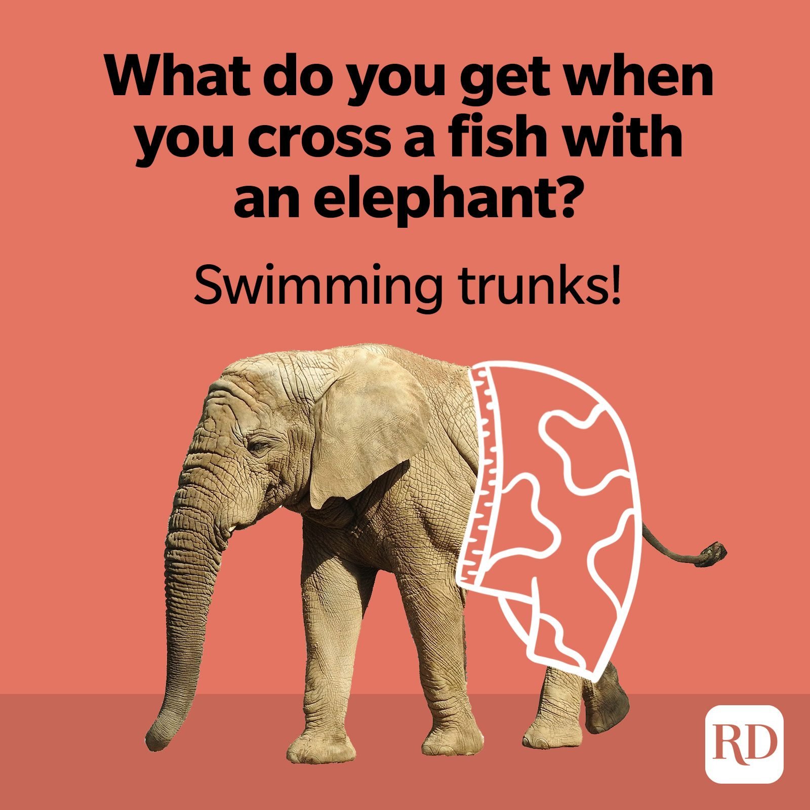Elephant Jokes That WIll Make You Laugh Your Trunks Off | Reader's Digest