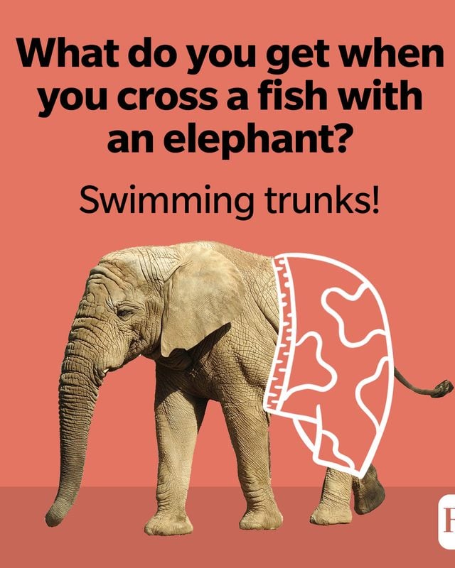 What do you get when you cross a fish with an elephant? Swimming trunks!