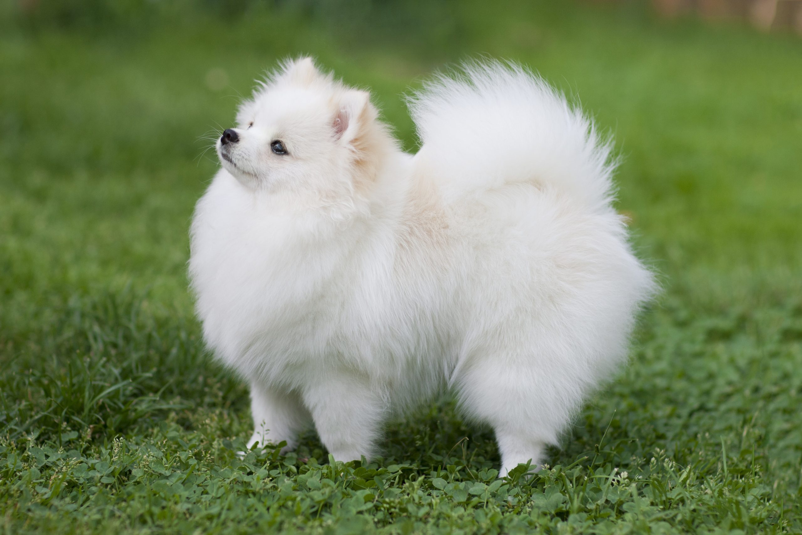 Wide picture of a white pomeranian spitz at the blooming meadow