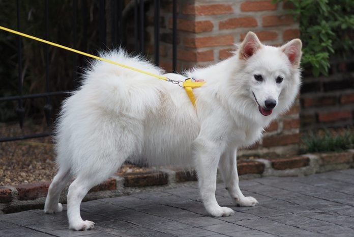 White dog,Japanese spitz Cute Pets