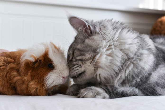 Maine coon cat touching noses with a guniea pig