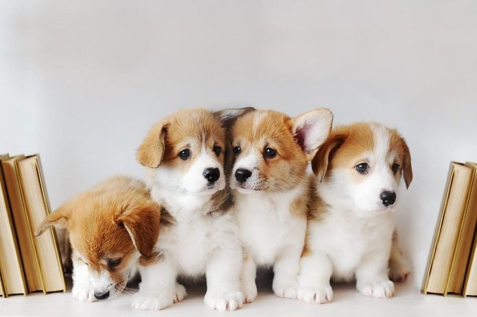 Cute little puppies on shelf with books on light background