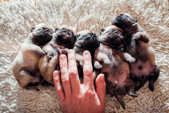 Five pug dog puppies sleeping on carpet at home. Little puppies lying together on their backs