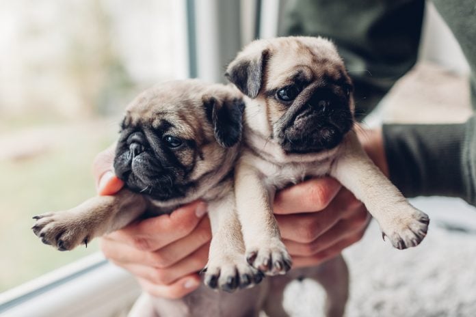 Young man holding two pug dog puppies in hands. Little puppies siblings.