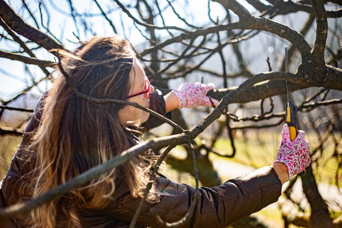 Adult Woman Pruning Fig Tree