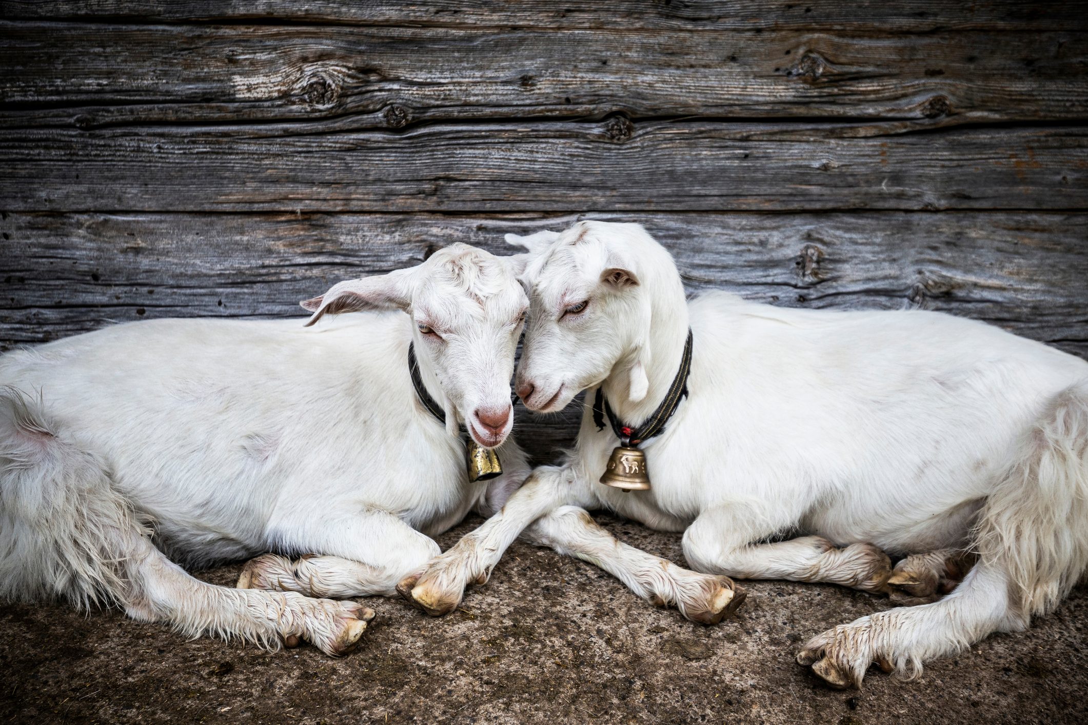 Exchange of tenderness and love between two white goats.