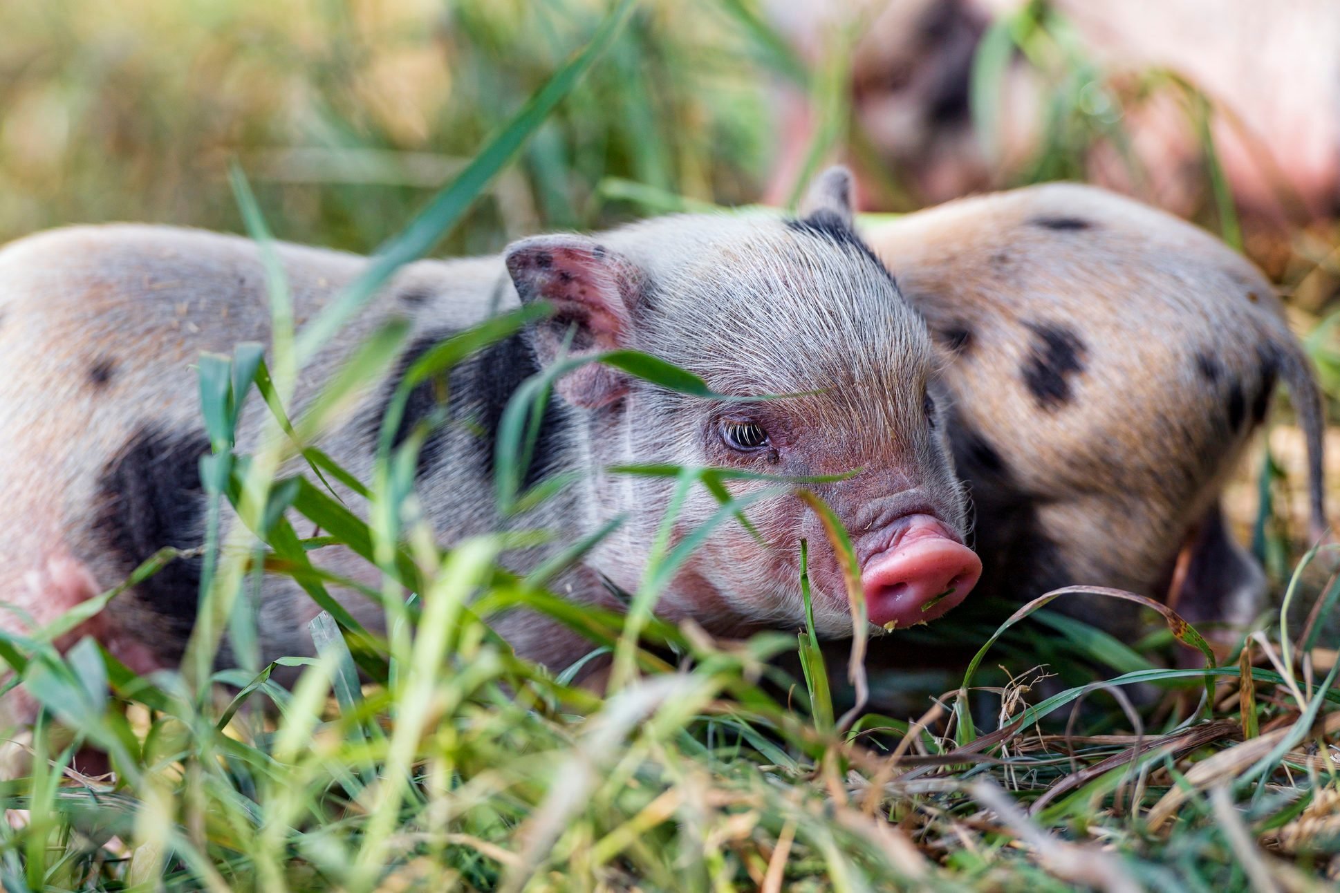 Two mini piglets in the grass