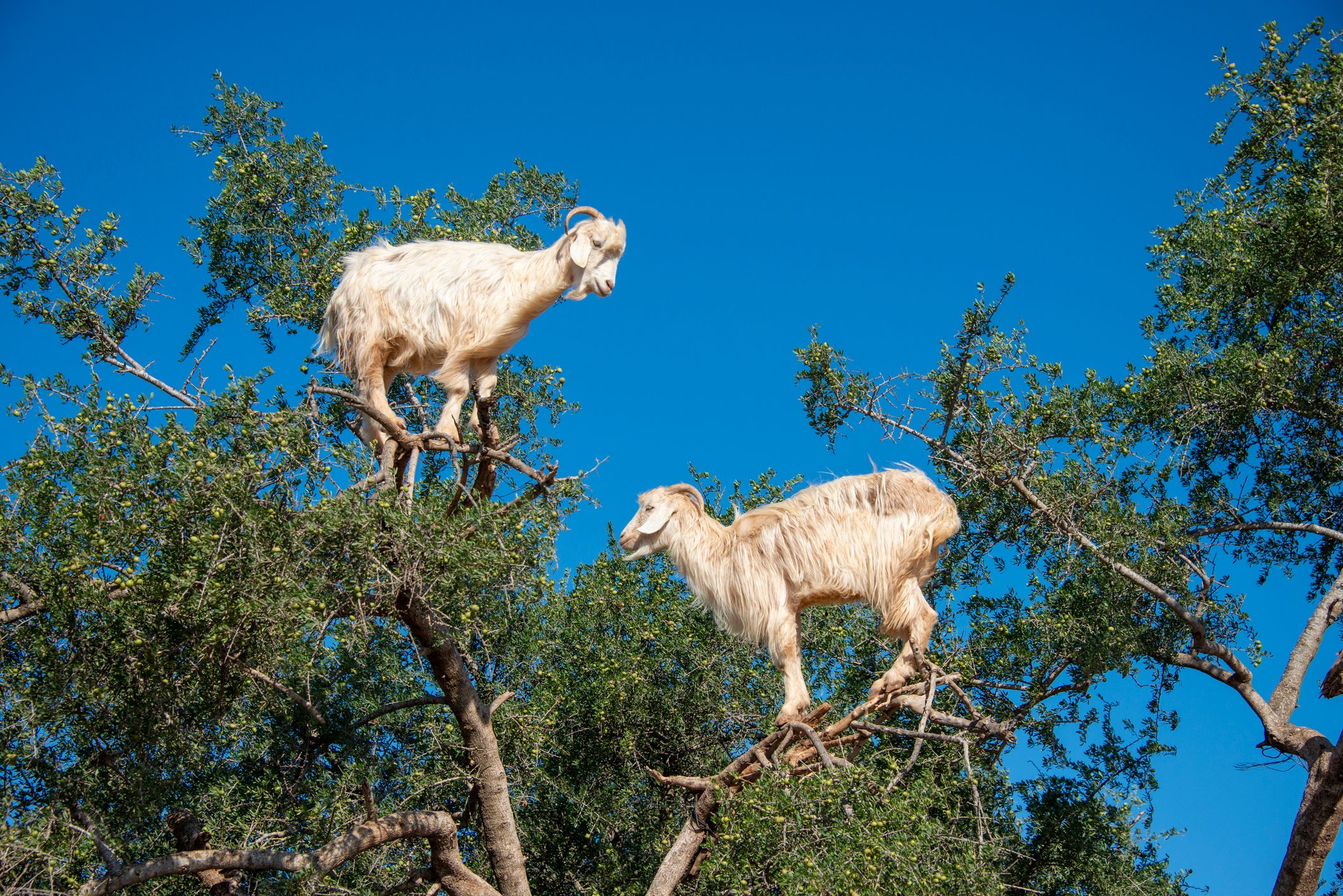 Goats graze in an argan tree - Morocco