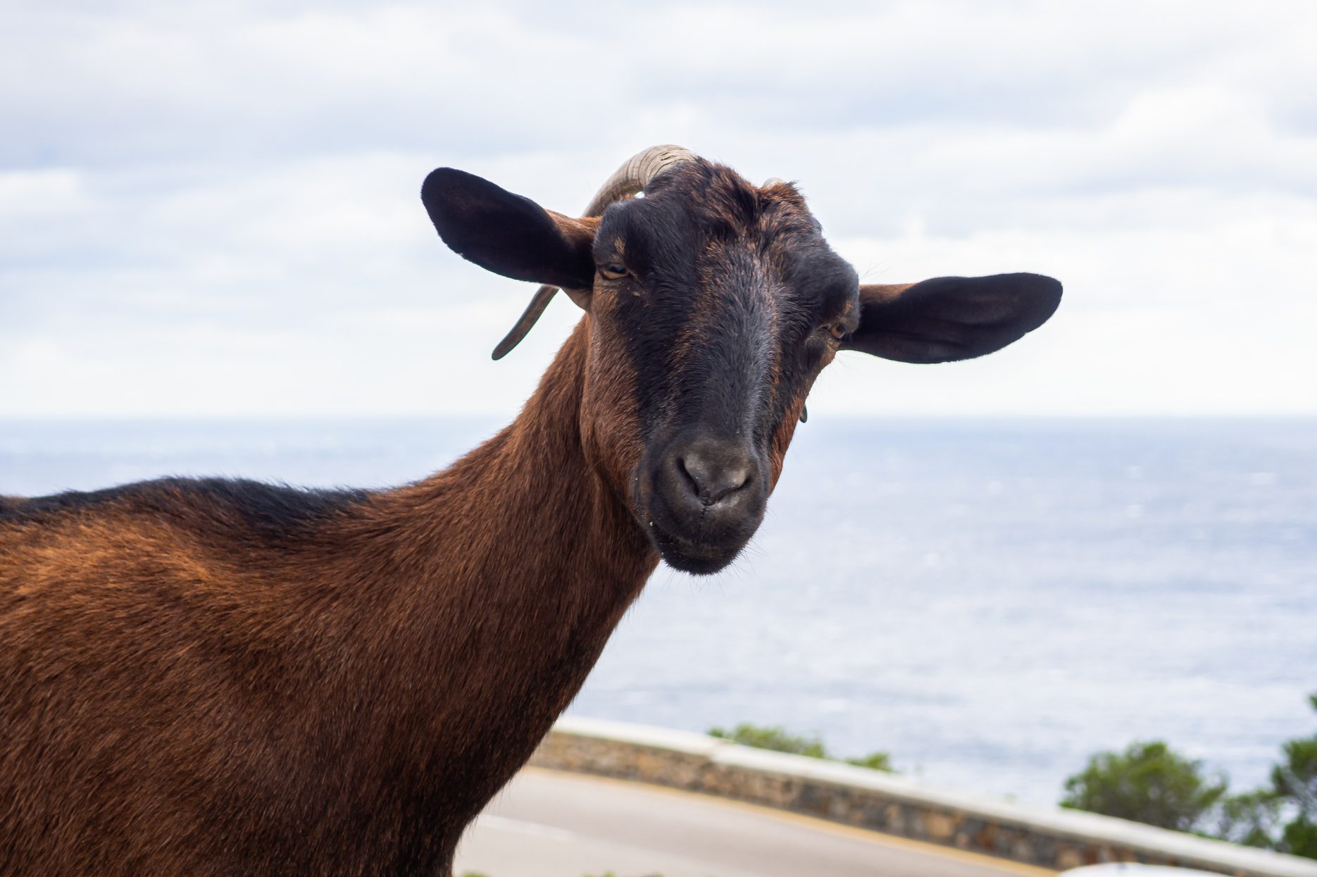 Invasive wild goats on the island of Mallorca