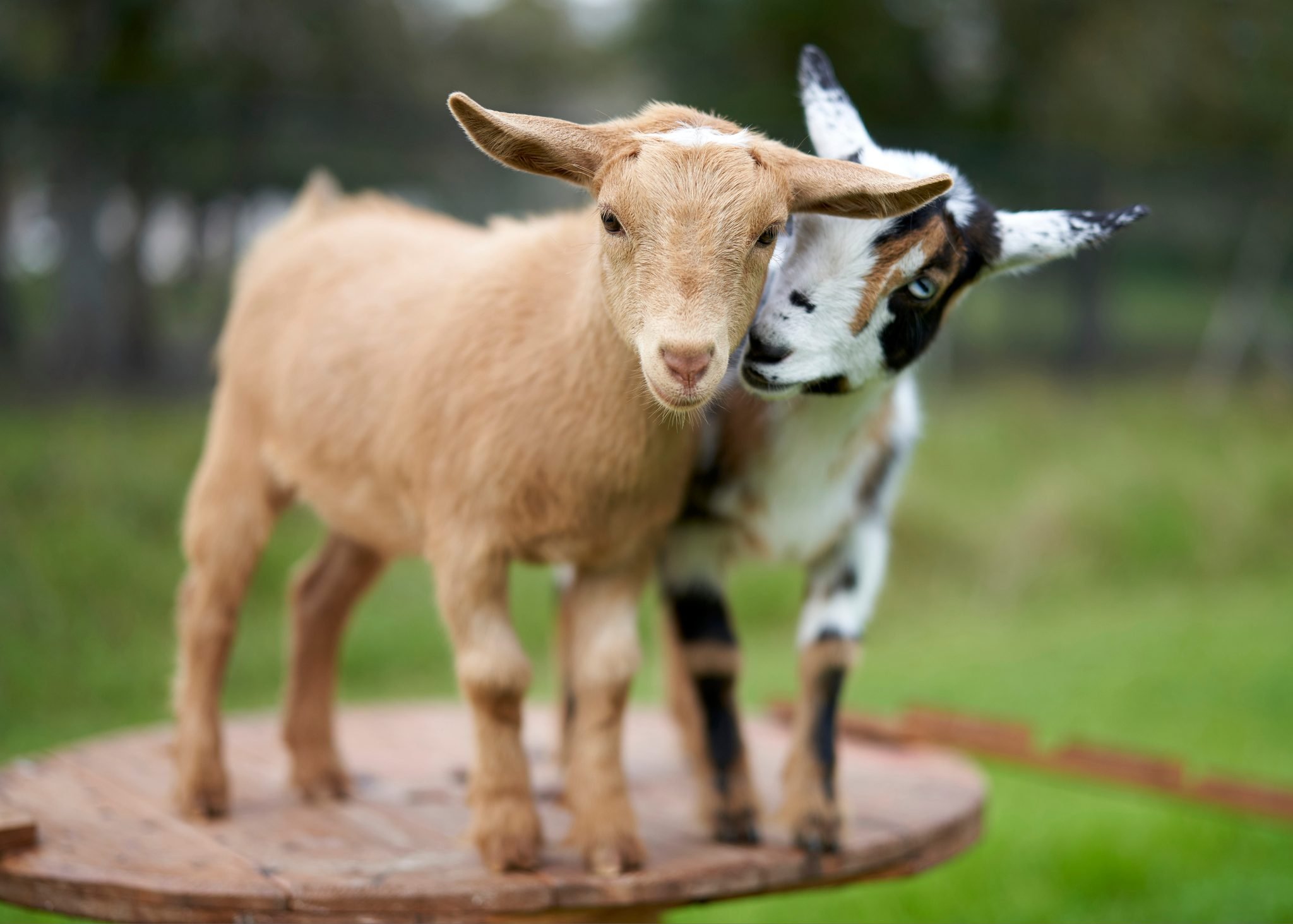 Goat Cuddles