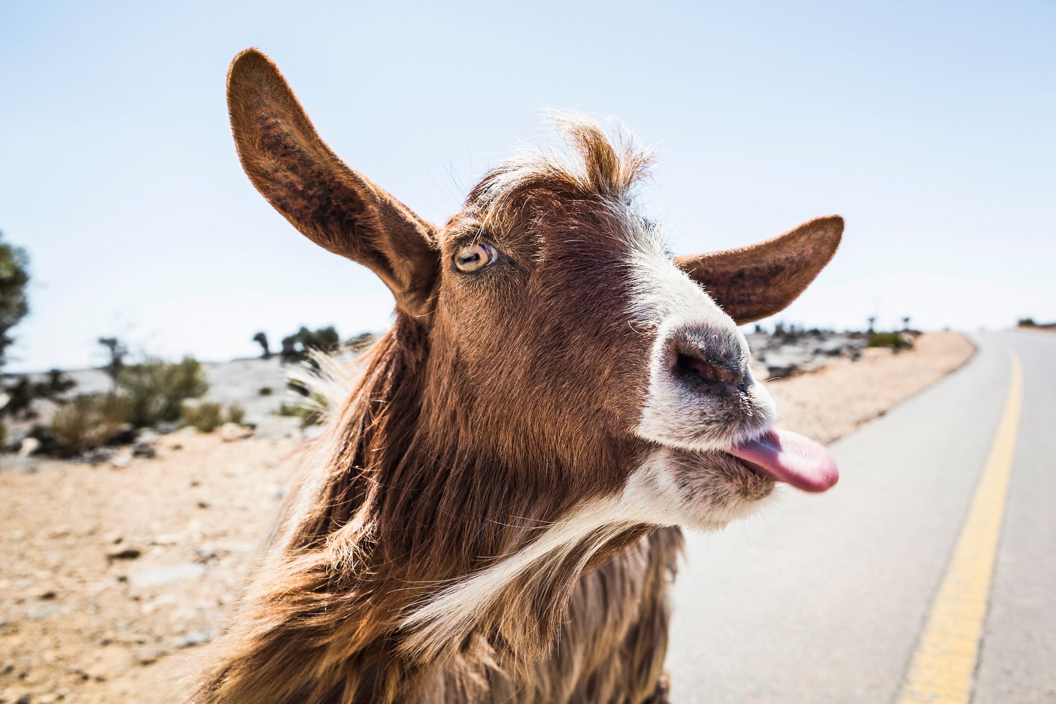 Oman, Portrait of goat sticking out tongue at camera