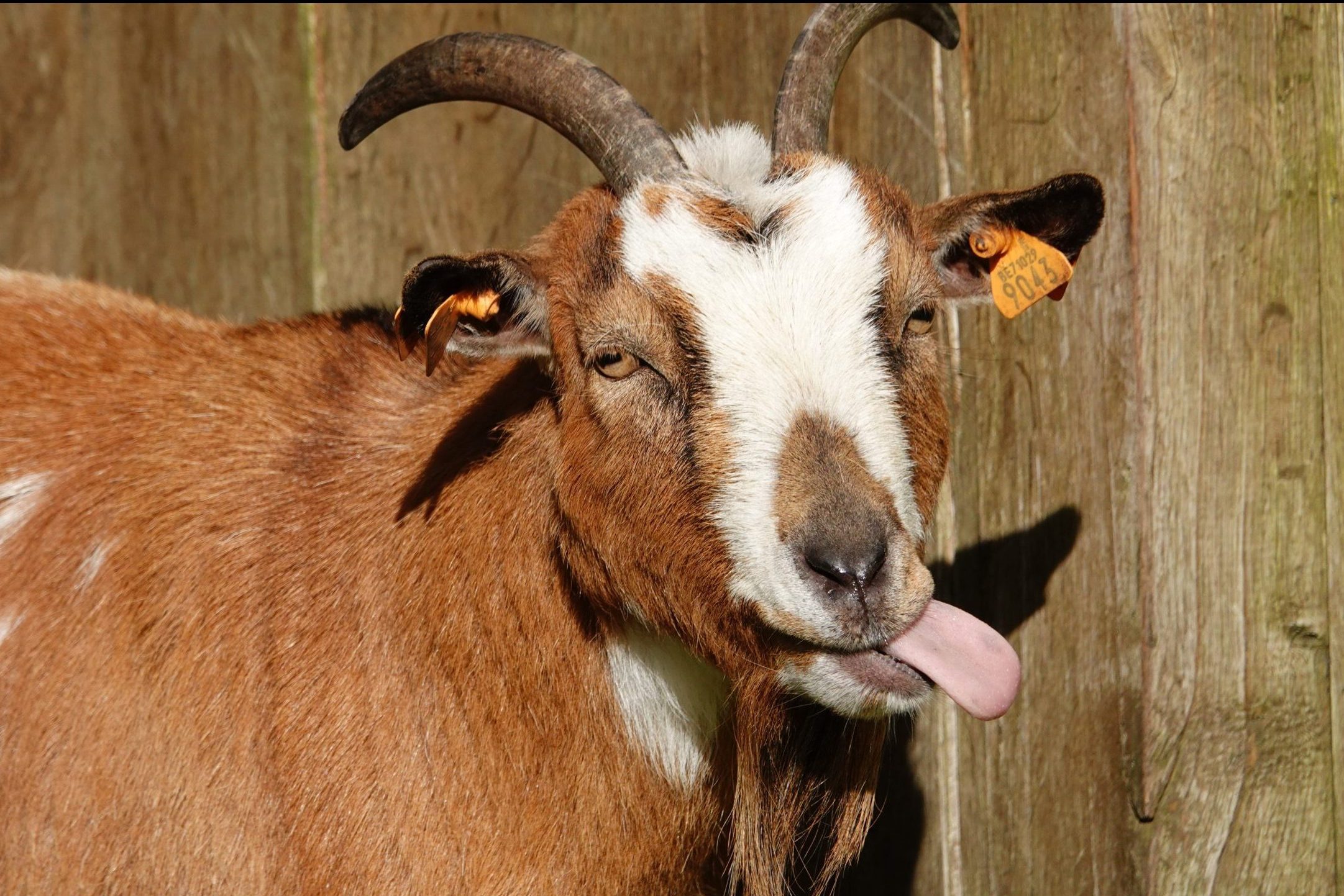 Portrait Of A Goat