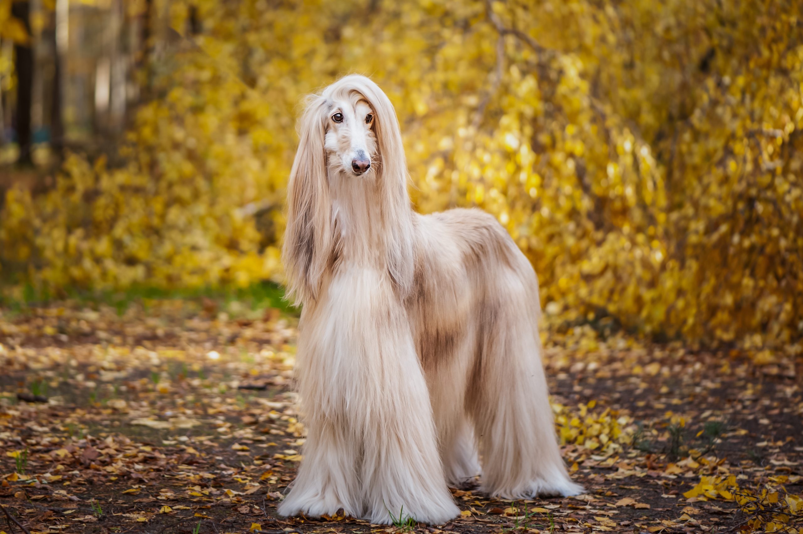 Dog, gorgeous Afghan hound, full-length portrait, against the background of the autumn forest, space for text