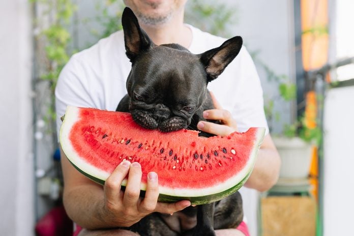 Midsection Of Man With French Bulldog Eating Icecream