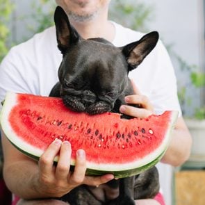 Midsection Of Man With French Bulldog Eating Icecream