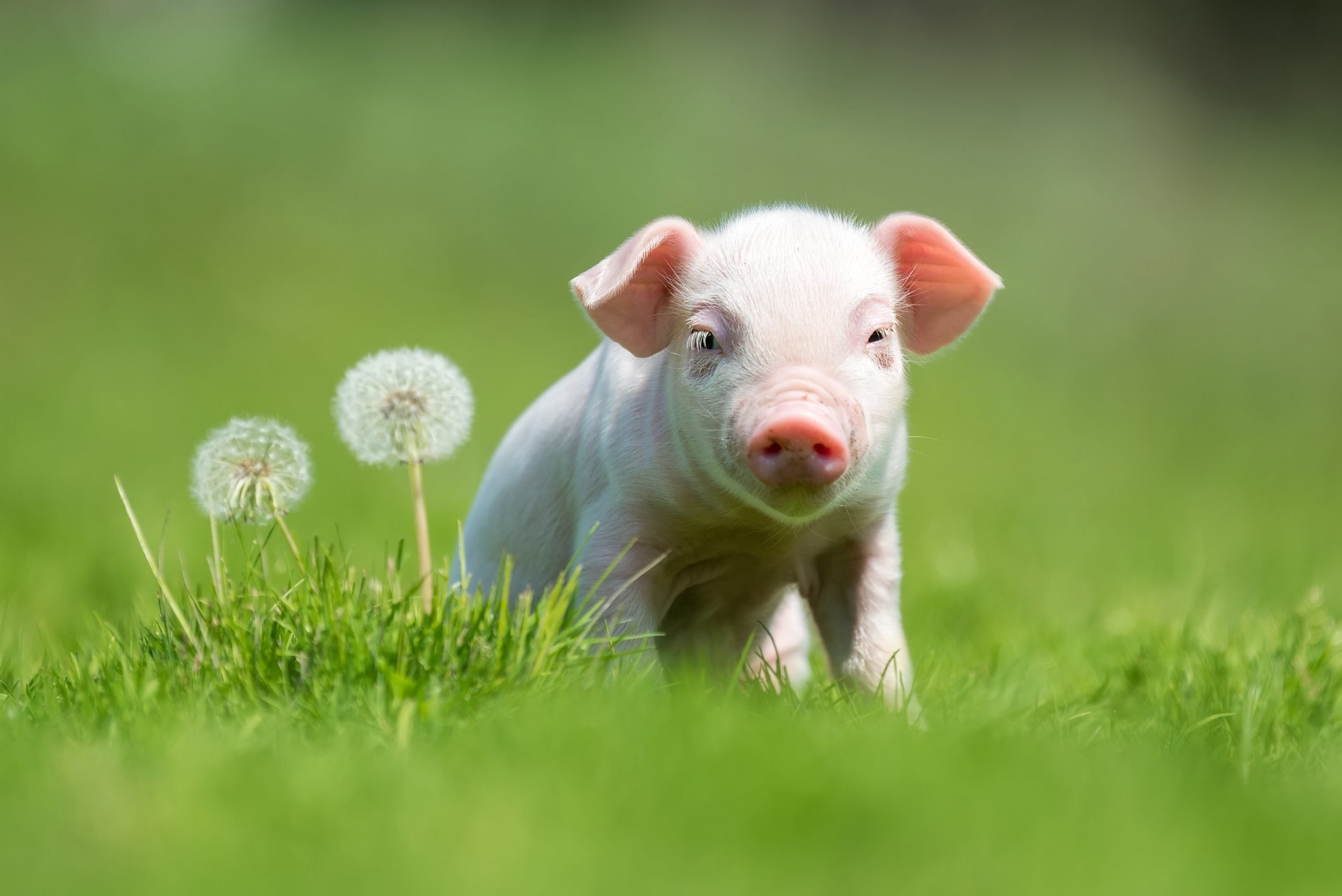 40 Adorable Pig Pictures To Make You Smile | Reader'S Digest