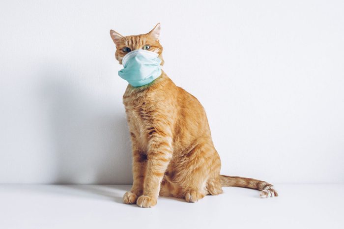 Cat wearing medical mask on white background because of coronavirus or air pollution or virus epidemic. Covid for pets. Place for text stock photo