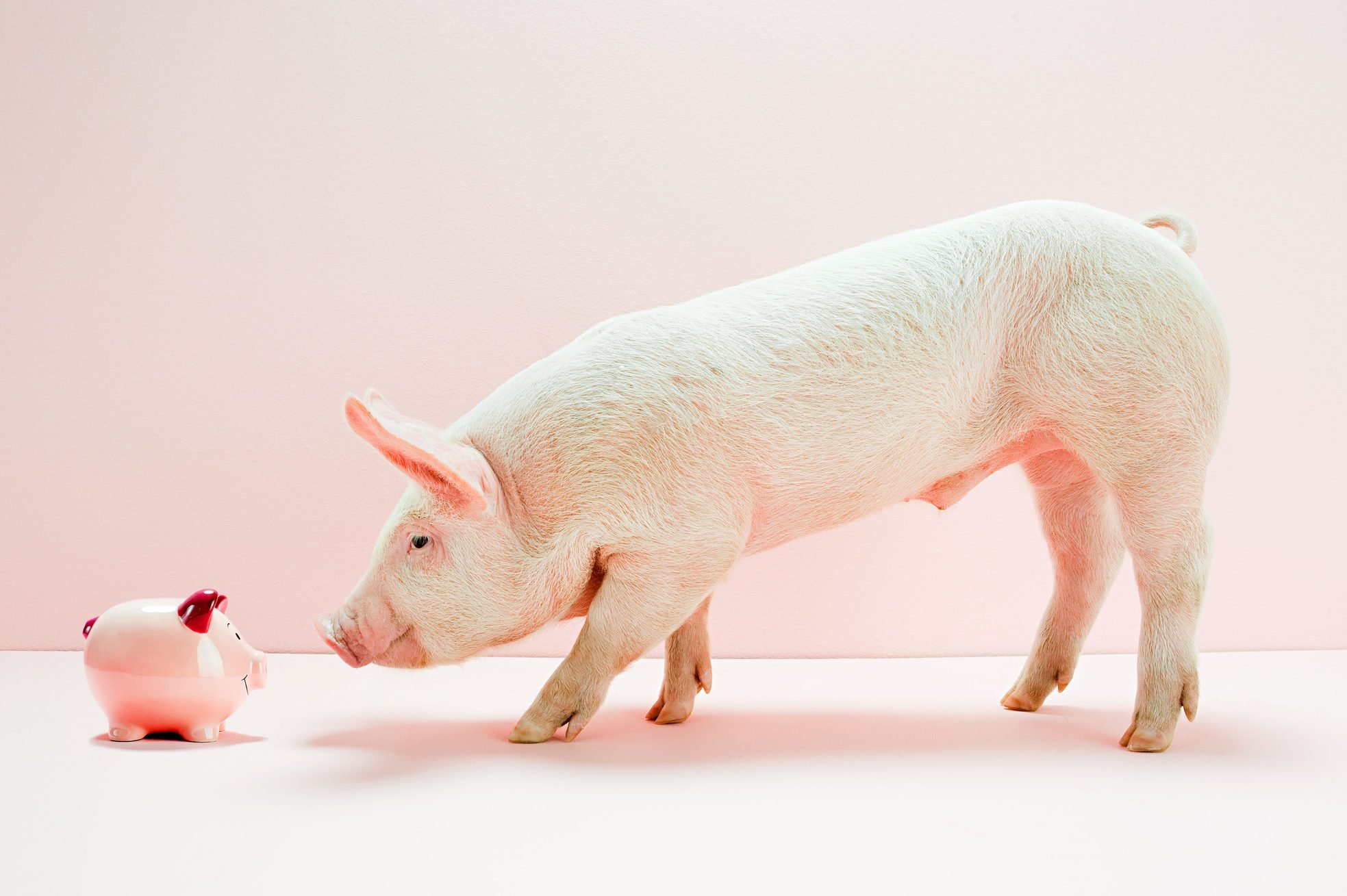 40 Adorable Pig Pictures to Make You Smile | Reader's Digest