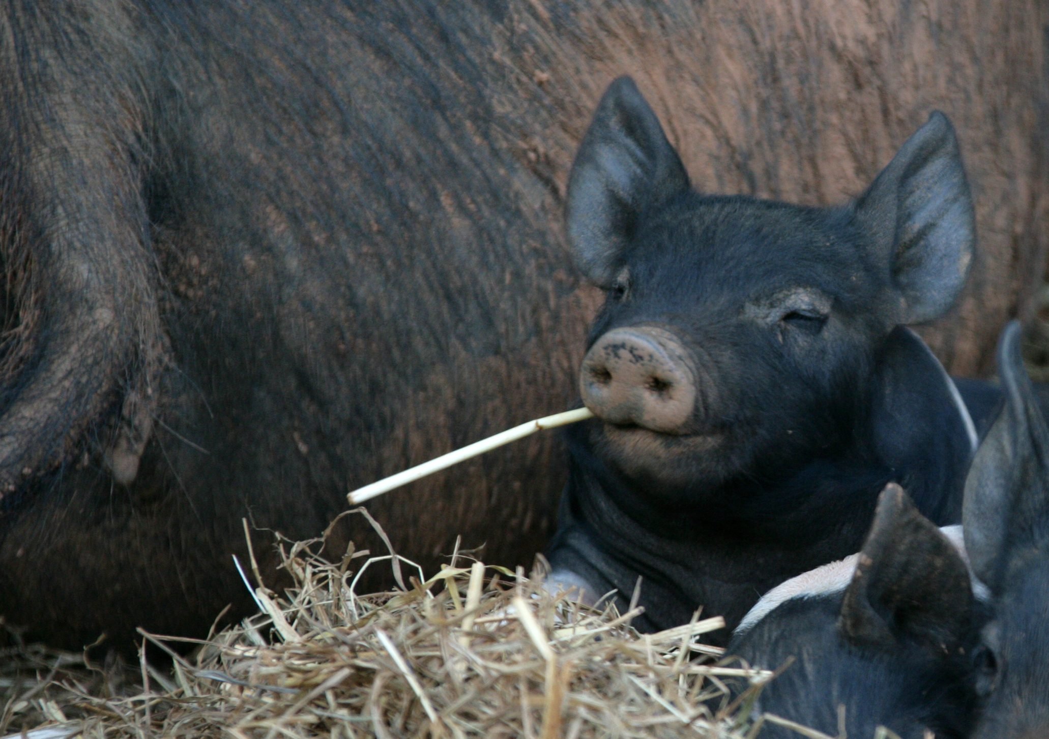 baby pig with a piece of straw sticking out of his mouth