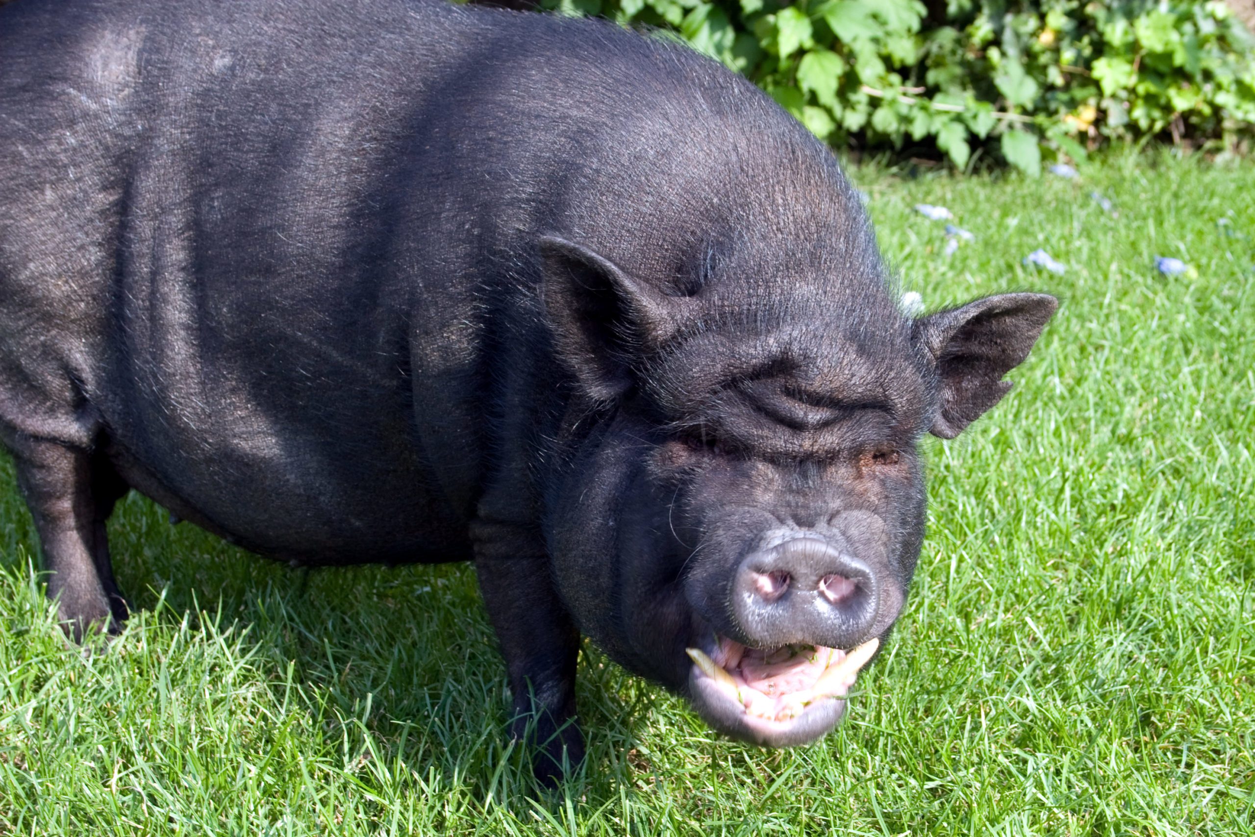 Laughing pig