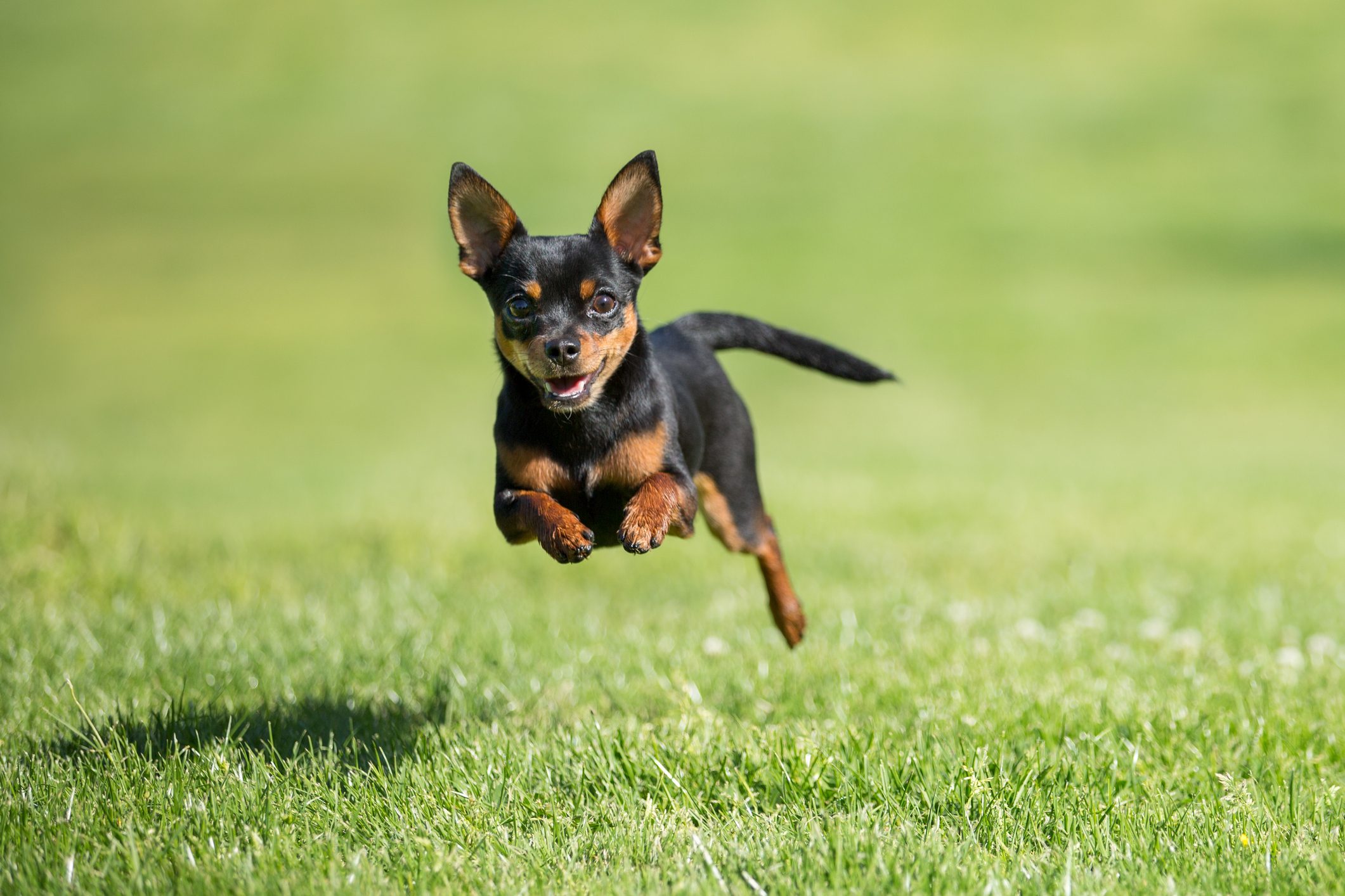 Chihuahua dog running across grass