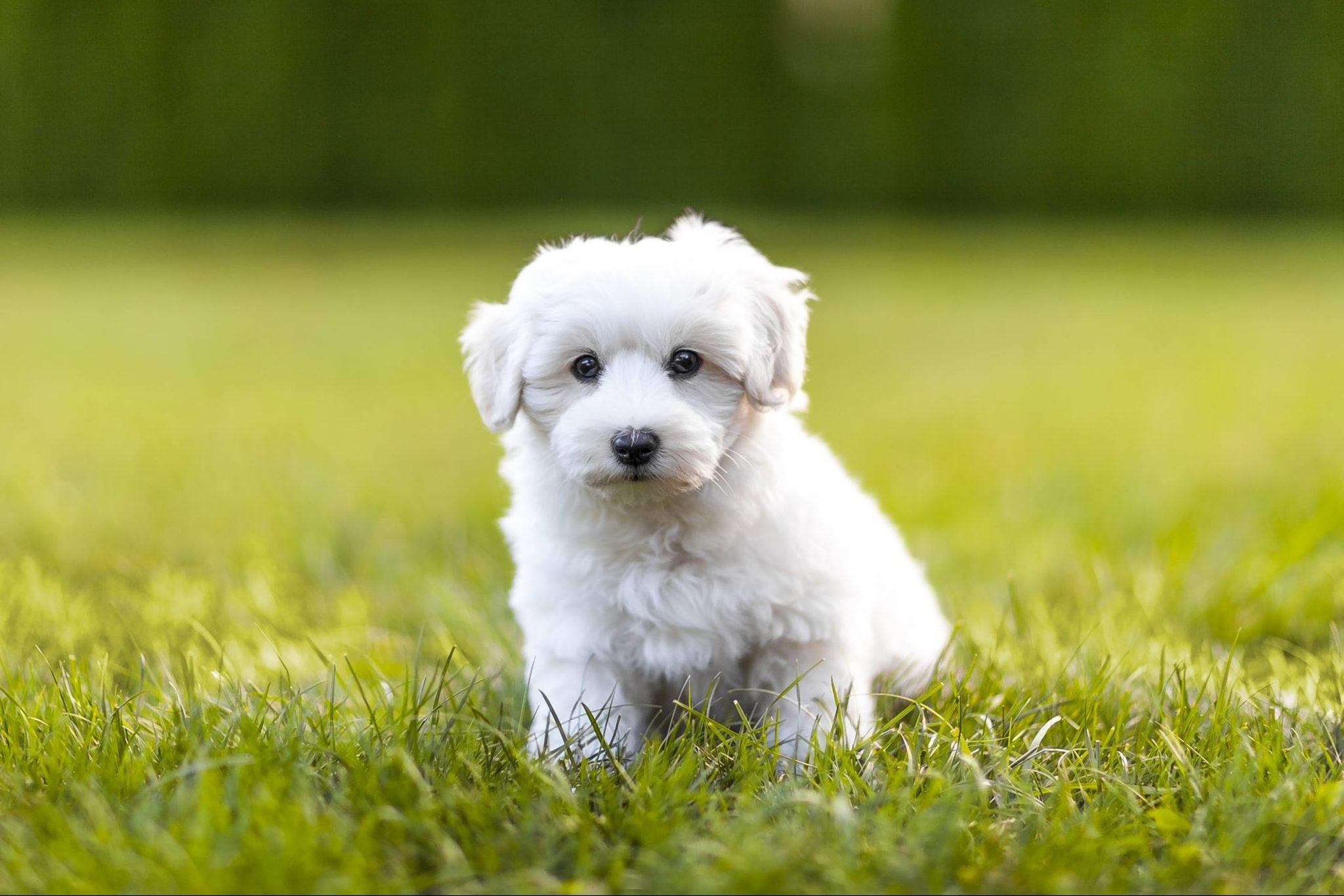 20 of the Cutest White Dog Breeds | Reader&amp;#39;s Digest