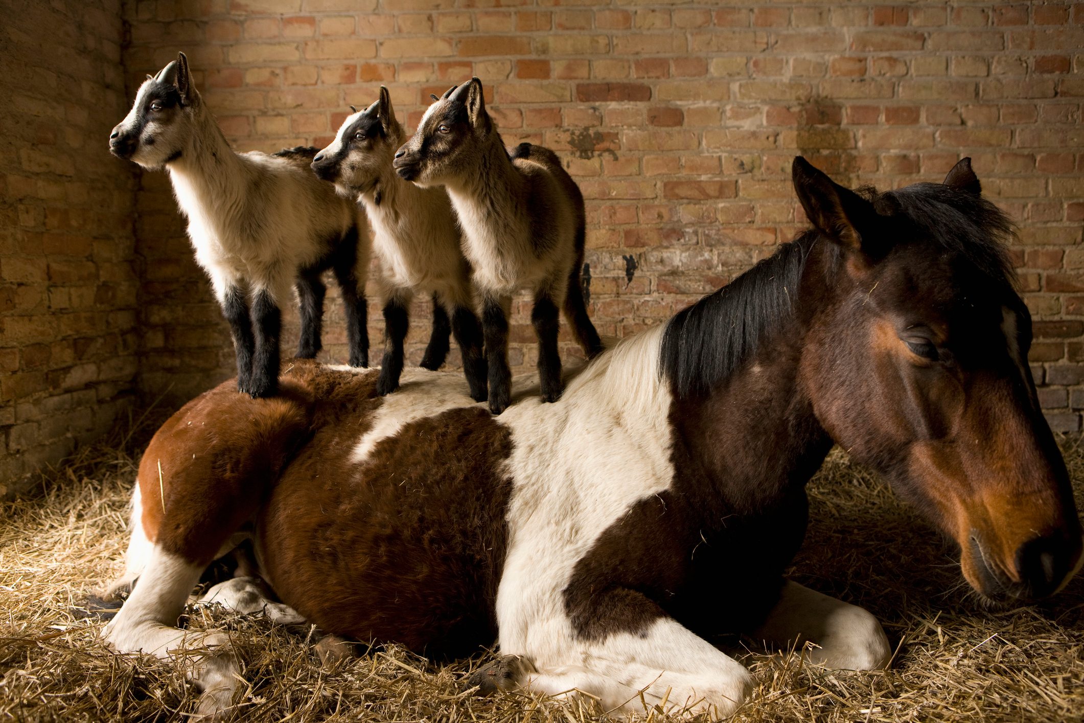 Young goats standing on horse in stable