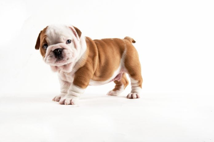 adorable Bulldog Puppy on white background