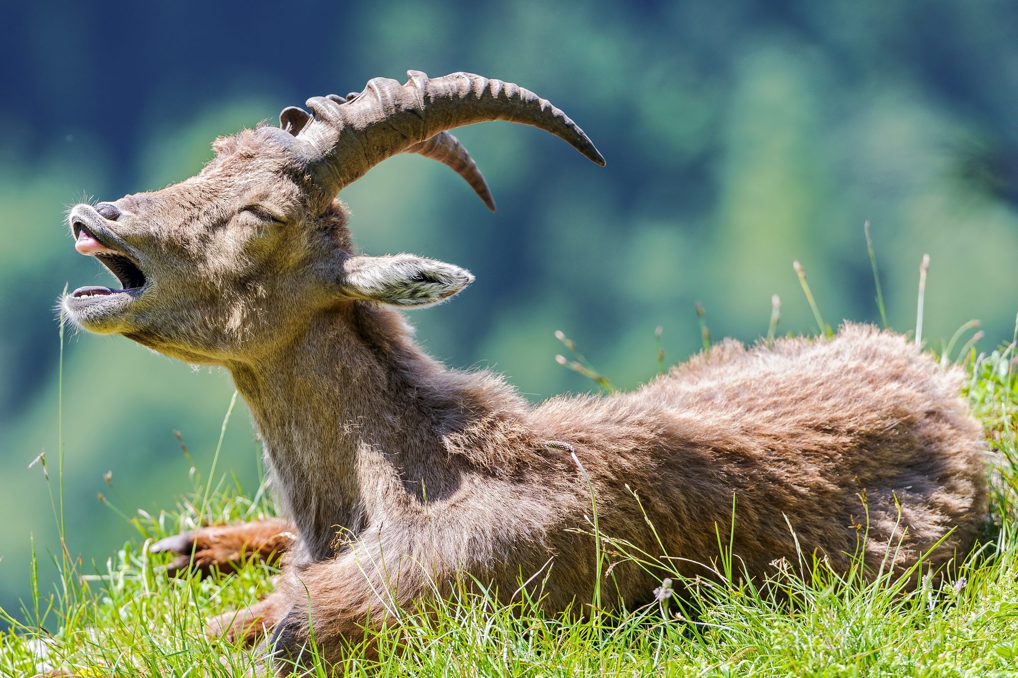 Yawning young ibex
