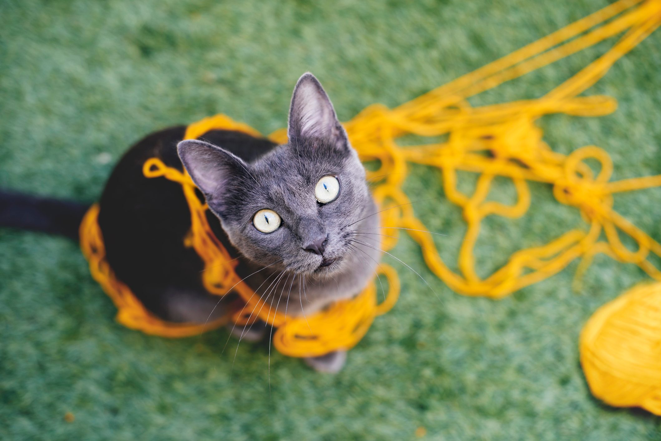 Russian blue tangled in yellow wool looking up to camera